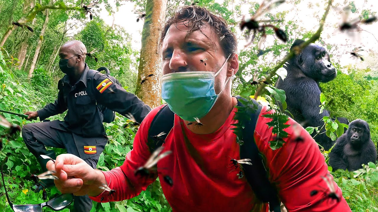 How Difficult is Gorilla Trekking in Uganda